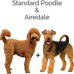 Airedoodle Dog